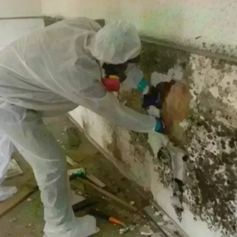 Mold Remediation and Removal in Delavan, IL